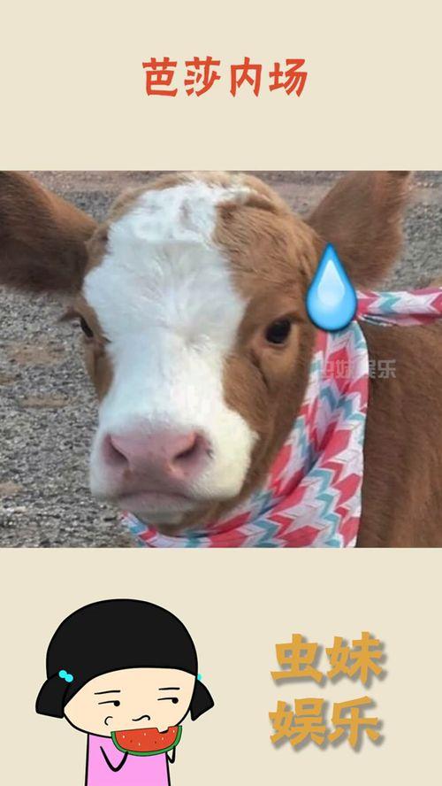 娱乐吃瓜酱牛,揭秘娱乐圈那些不为人知的幕后故事